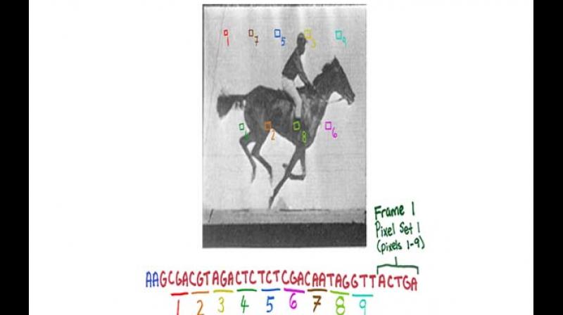 The new CRISPR technology enables the recording of digital data, like frames of the movie of a galloping horse, in a population of living bacteria. 	 Credit: Wyss Institute