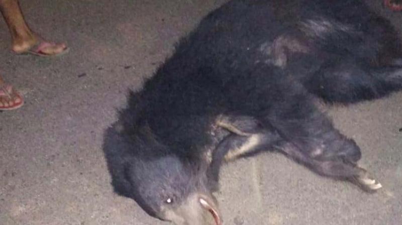 A female bear is the latest victim of road kill in Tumkuru  	DC