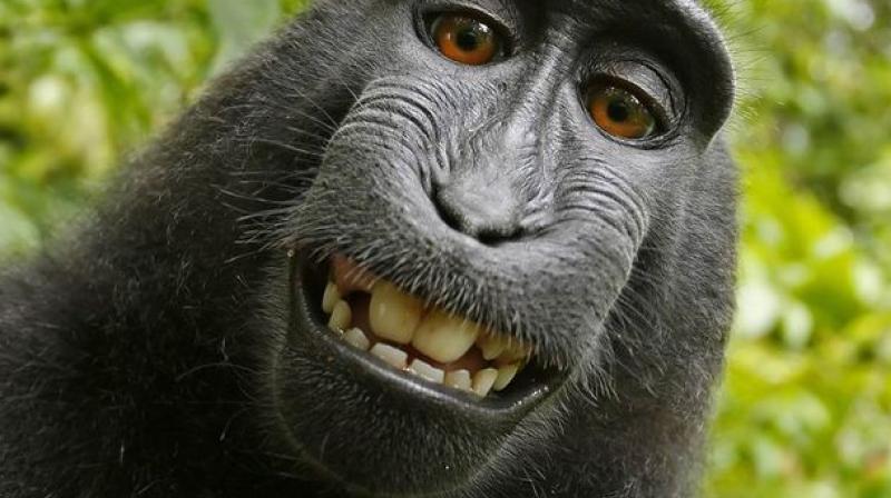 About 75 per cent of primate species have declining populations. (Photo: Pixabay)