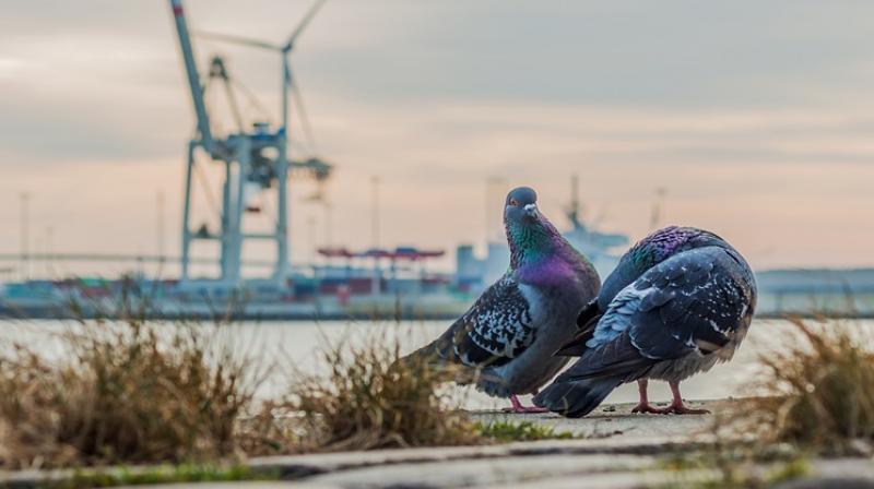 Scientists believe pigeons could help us tackle human diseases. (Photo: Pixabay)