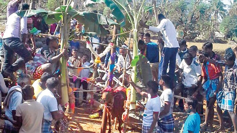 Villagers of Malayampatti near Atur, Salem set up Vadivaasal and organised jallikattu on their own on Sunday. (Photo: DC)