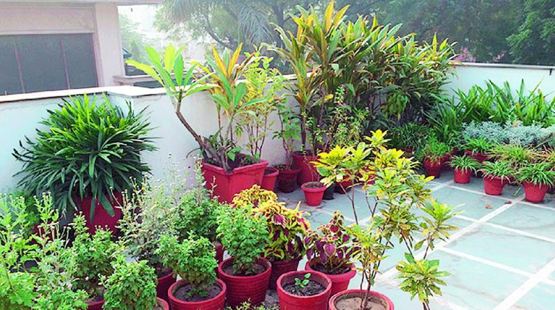 With apartment owners not allowing tenants to go for terrace gardening in Vizag city, the green scheme of the horticulture department is finding very few takers.