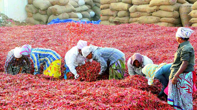 The chilli yield brought to the agriculture market yard in Guntur for sale. (Photo: DC)