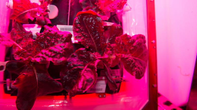 Expedition 45 crew members Scott Kelly, Kjell Lindgren and Kimiya Yui consumed the â€œOutredgeousâ€red romaine lettuce in August 2015.