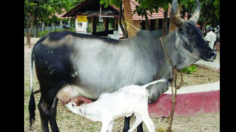 Milk yield per animal is much less in India due to poor and unscientific management of livestock. (Representational image)