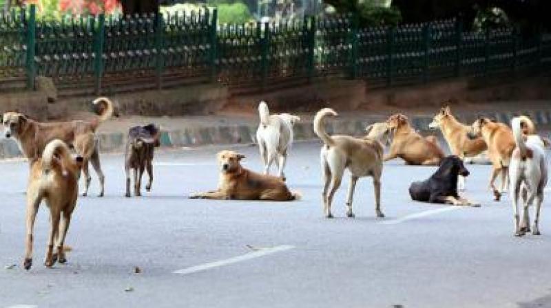 The state government has issued a circular directing NGOs to complete the ongoing sterilization of stray dogs by the end of October, warning them that criminal cases may be booked against them if they fail to realise their targets.
