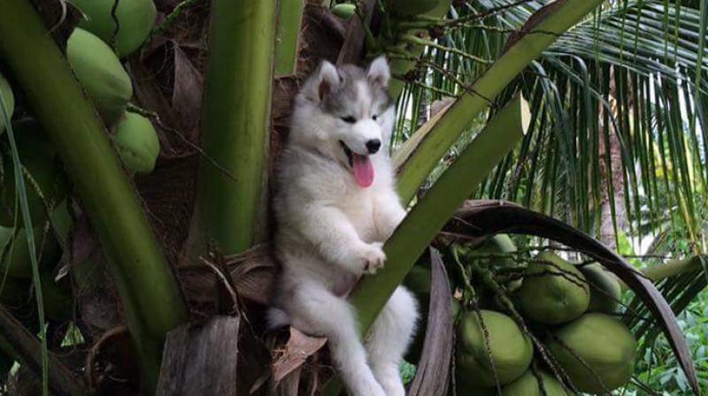Husky stuck on coconut tree gets rescued by Photoshop experts