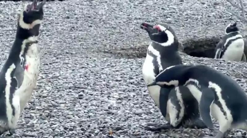 These penguins arent loyal. (Credit: Twitter/ @NatGeoChannel)