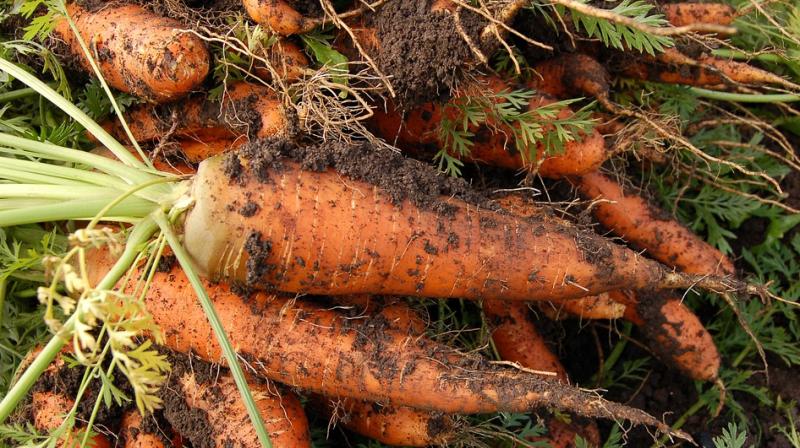 A German found his wedding band that he lost three years ago wrapped around a carrot. (Photo: Pixabay)