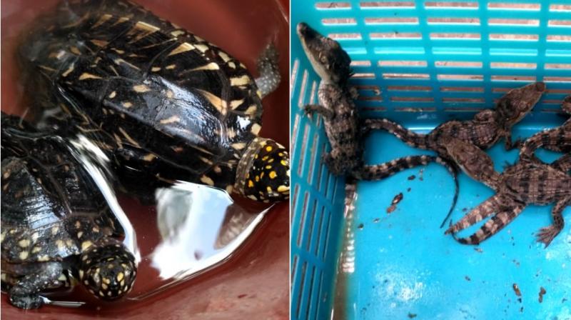 The crocodiles were found to be malnourished, subdued, and weak. The animals are currently recovering at the Nashik City Polices Crime Branch office.