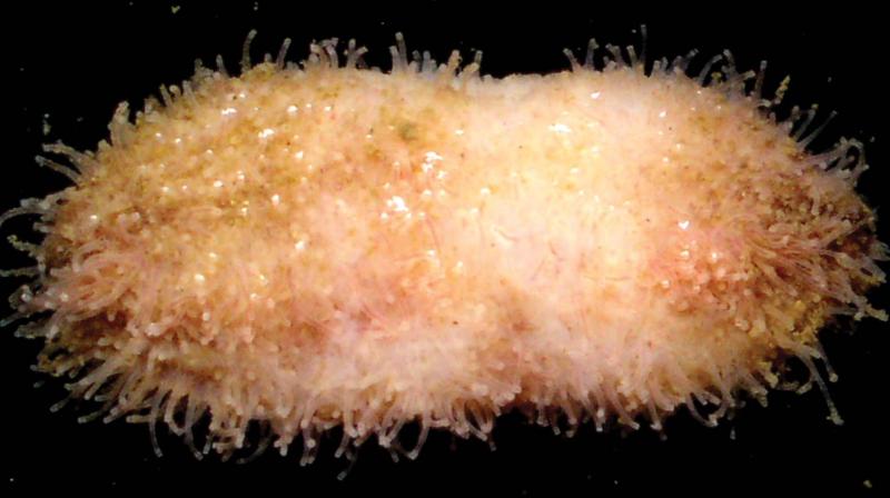 The new species of sea cucumber.