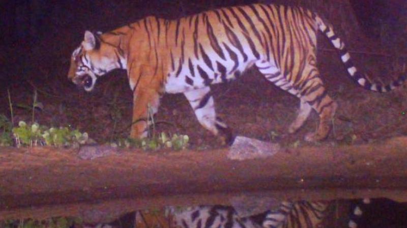 A senior forest official of Tamil Nadu told Deccan Chronicle on Thursday that night traffic ban in Mudumalai Tiger Reserve from Kekkahalla to Torapalli, covering a distance of 16 km, came into effect in 2014 and it has considerably brought down road kill incidents.  (Photo: DC)