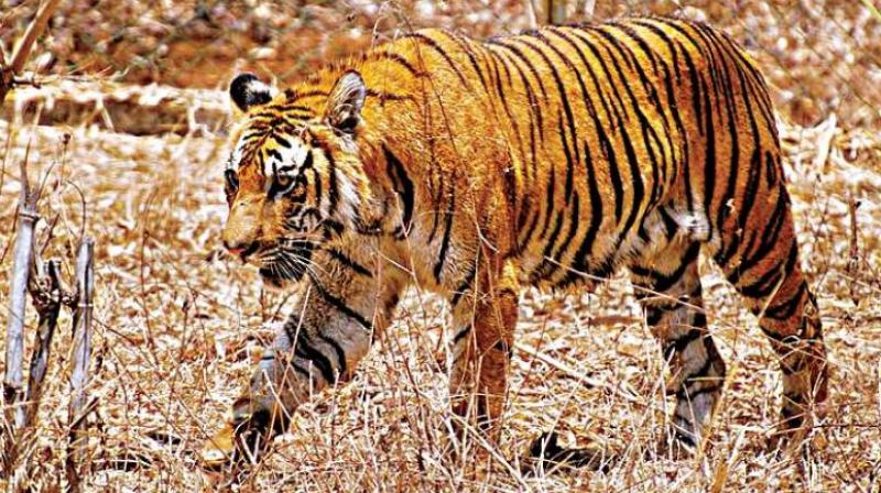 The state has two tiger reserves, seven sanctuaries and three national parks.