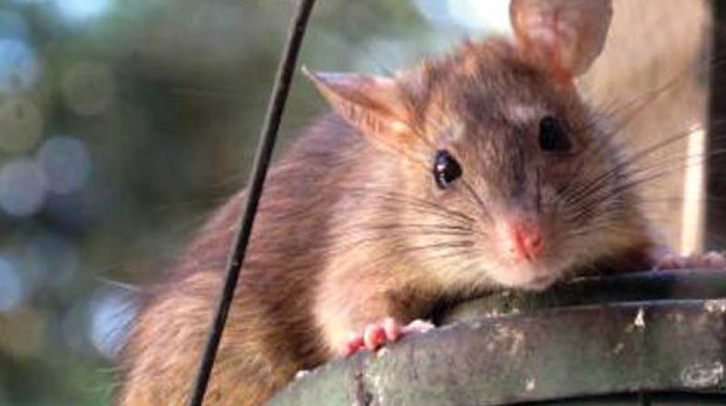Expert team will focus on removing rats, mice, rodents, cockroaches and mosquitoes. It will be working on a specially designed rodent control programme to achieve better results.