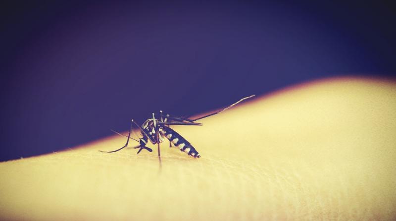 Experts warn dengue is becoming a growing issue worldwide. (Photo: Pixabay)