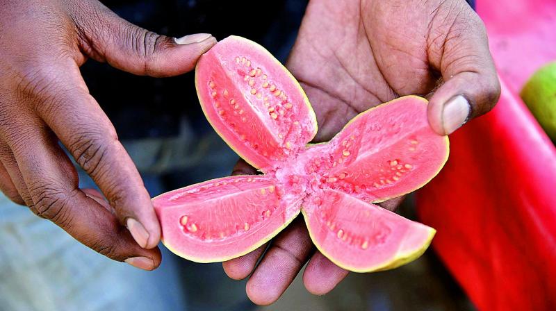 The Thai variety guava being sold by a street vendor in Hyderabad on Thursday. The fruit has found many takers because of its red pulp. However, it is grown within the country.
