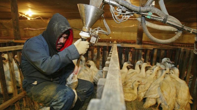 Fed up by toughened California ban, French foie gras makers argue that they produce the delicacy humanely. (Photo: AP)
