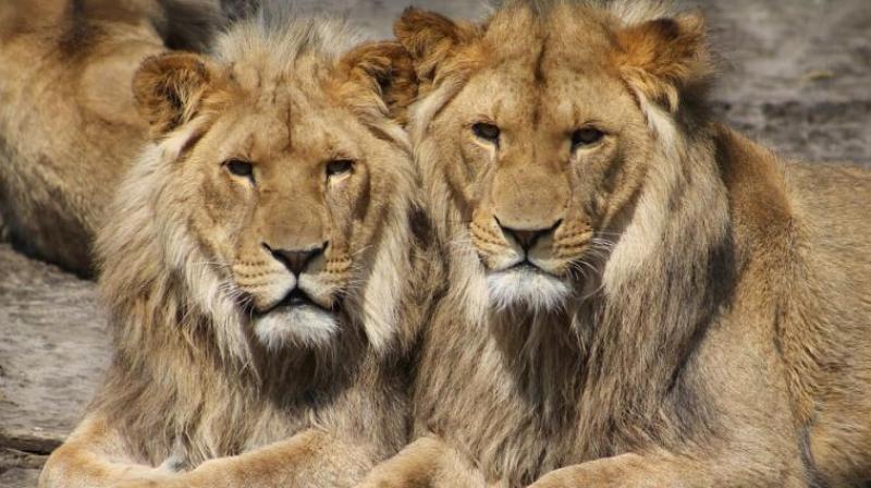 The lion pride, including three males, blocked the vehicles passage. (Representational Image)