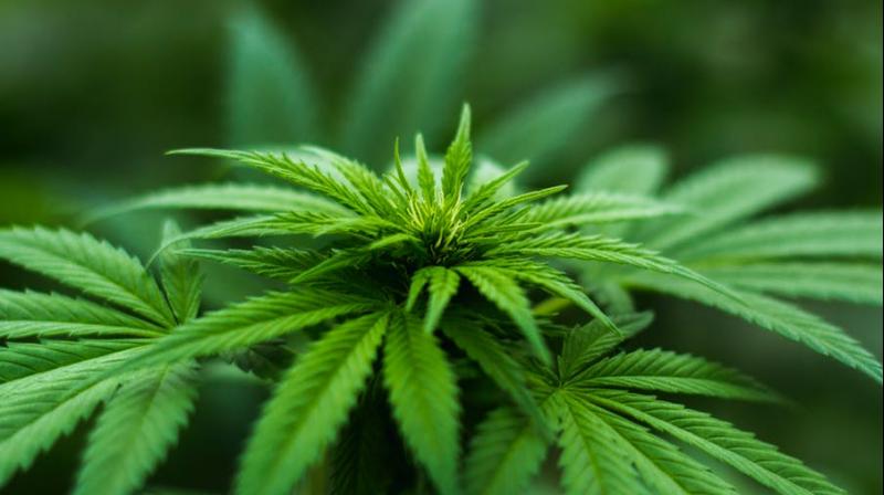 Marijuana used linked to cognitive dysfunction in HIV patients, study finds. (Photo: Pexels)