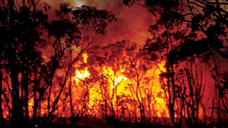 The forest staffer,  Murgappa was badly injured while dousing a fire in the Kalkere range of the park and did not recover.