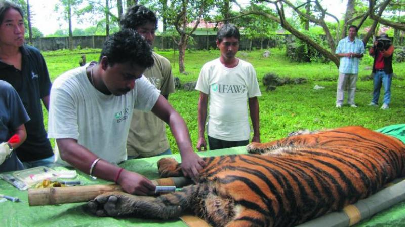 An injured tiger being treated in the Dibang Valley.