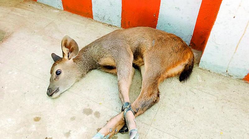 The antelope rescued from wild dog attack at Tirumala on Saturday.