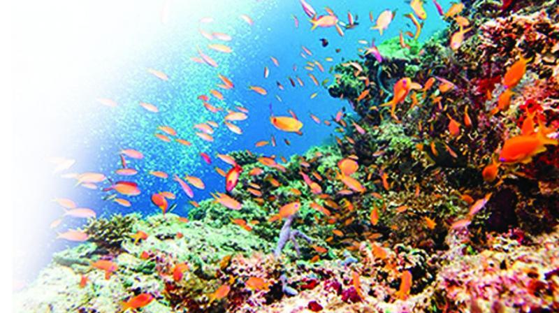 Coral reefs make up  less than one per cent of Earths marine  environment, but are home to an estimated 25 per cent  of ocean life, acting as nurseries for many species of fish.
