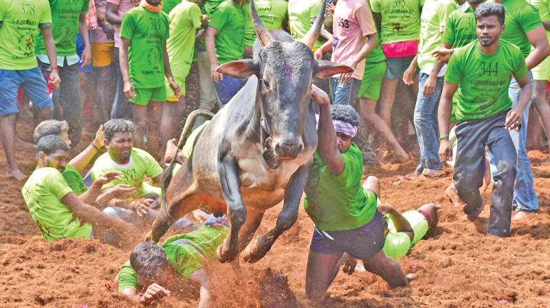 A bull flies in the air as brave men try to catch hold of hump at jallikattu in Alanganallur, Madurai on Tuesday. (Photo: DC)