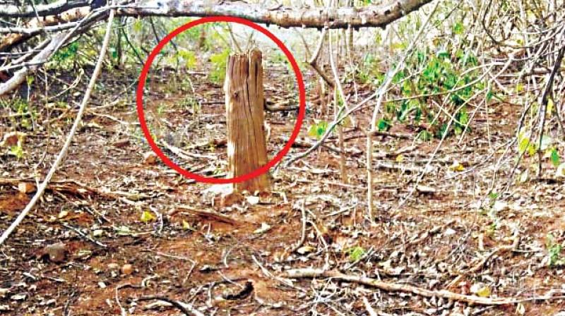 One of the four trees felled in Kothanoor forest range of Cauvery Wildlife Sanctuary.