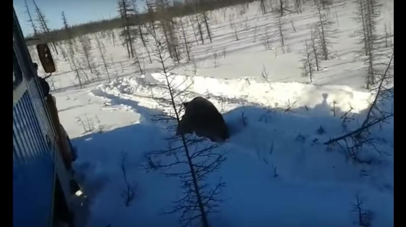 The bear can be seen at the centre of the frame. (Photo: YouTube Screenshot)
