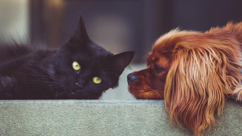 According to research, dogs gravitate toward high-fat food, but cats pounce on carbohydrates with even greater enthusiasm. (Photo: Pixabay)