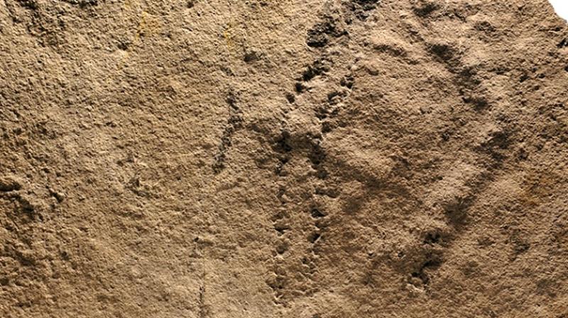 The animal appears to have paused from time to time, since the trackways appear to be connected to burrows that may have been dug into the sediment. (Photo: AFP)
