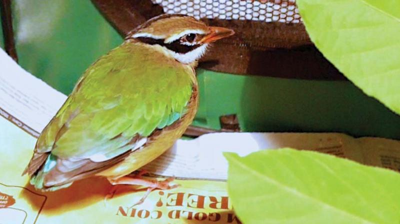 An Indian Pitta also known as Navarangi rescued from a house in Yelahanka New Town