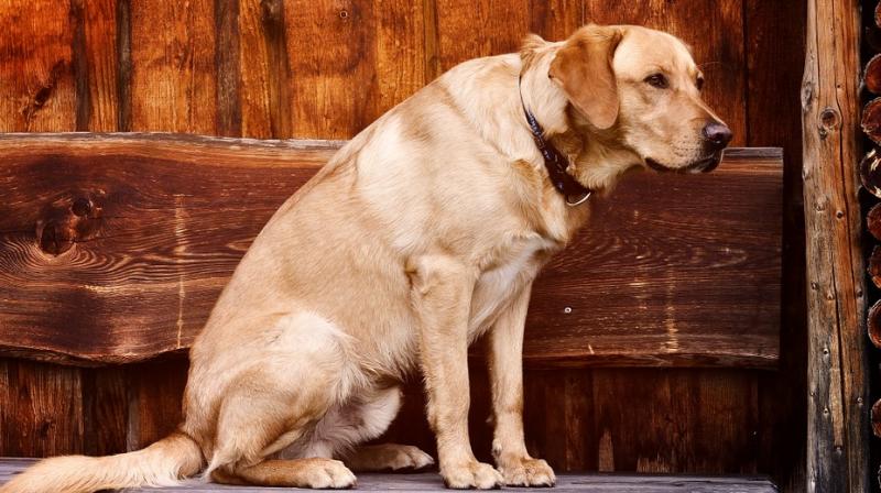 Study reveals a dogs colour could impact longevity. (Photo: Pixabay)