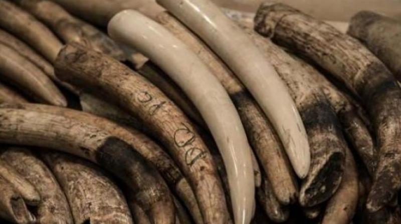 Six people were held for illegally transporting ivory from TN to Bengaluru by Malur police and ivory worth Rs 6 lakh was recovered. (Representational image)