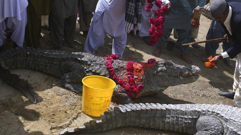 Worshipping the alligators in Pakistan