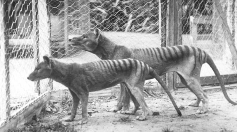 Tasmanian tigers in Australia killed by drought, not dingoes: Study