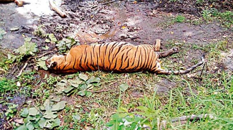 The tigers and lions which were once the nucleus of all attraction in various popular circuses in India and later rescued from there and brought to the Animal Rescue Centre, just opposite the Vizag zoo, have been dying one after other.