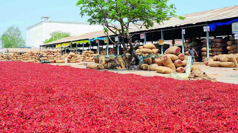 The price of chillies dropped steeply this season and chilli growers have demanded that the government purchase their produce.
