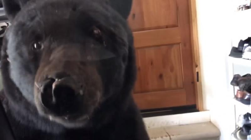Bear lurks around garage. (Photo: Youtube)