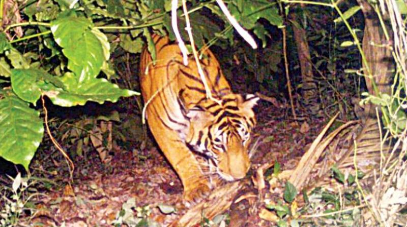 With the Royal Bengal tiger Kanha and tigress Sundari brought from Madhya Pradesh coming closer to each other in Satkosia forest area, good news is expected from the couple very soon.