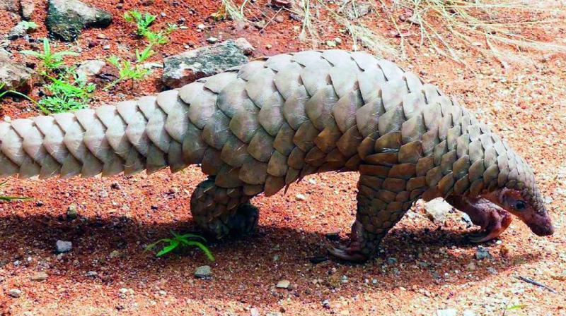 Those involved in poaching and smuggling of pangolins will face imprisonment not less than three years which can be extended up to a maximum period of seven years under Section 5 of Wildlife Protection Act, 1972.