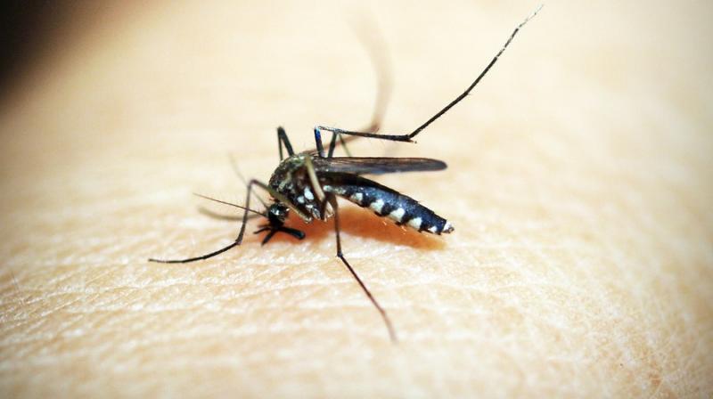 PfSPZ uses a live, immature form of the malaria parasite, called a sporozoite, to stimulate an immune reaction in humans.(Photo: Pixabay))