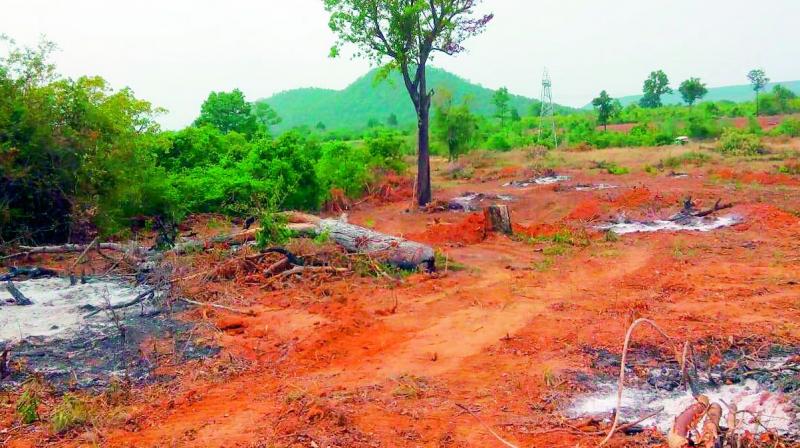 A view of the reserve forest destroyed for podu cultivation by the Gothikoya tribe. The reserve forest is located near Pusukunta in Dammapet under Bhadradri district.(Photo: DC)