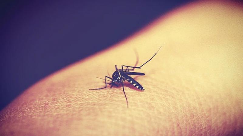 Once parasites enter the body through a mosquito bite, they multiply in the liver before invading red blood cells where they cause all symptoms of malaria disease. (Photo: Pixabay)