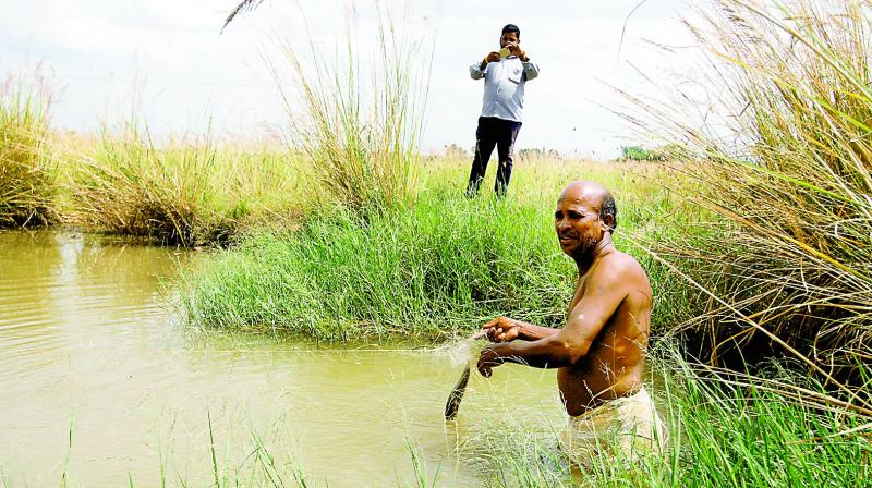 Lingala Buchaiah catches fish in his pond on Thursday.