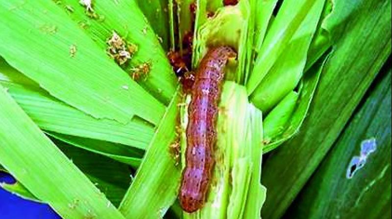 Fall Army Worm has hit the maize crop across the state. For the first time, the pest was found on maize crop in Africa in 2016 and later, in Karnataka in 2018.