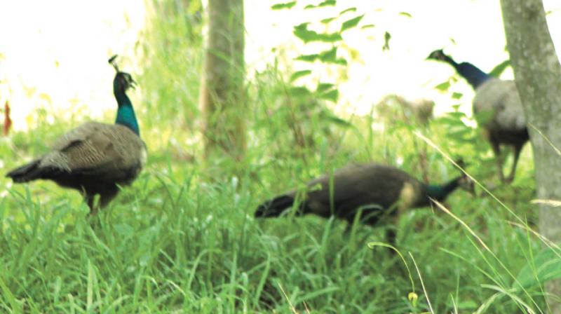 Peacocks in their natural habitat in Malayil Malapathur