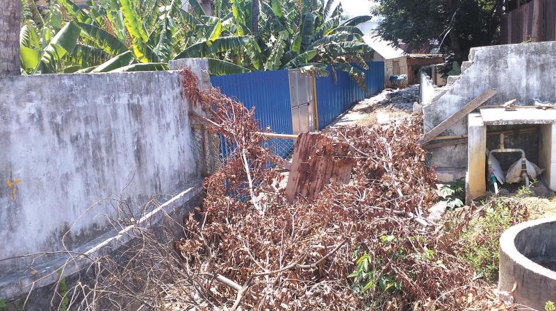 Alley blocked by hedge and plastic bags and garbage. (Photo: DC)