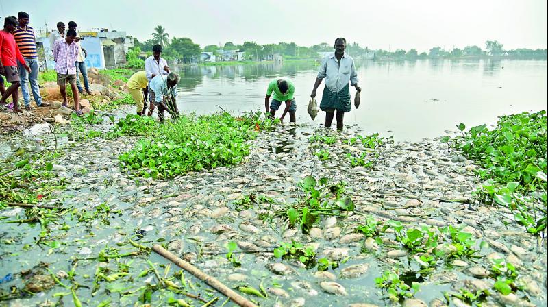 Fishermen collect fish on Sunday which died over three days at Edulabad lake in Ghatkesar. (Photo: DC)